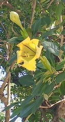 Solandra maxima