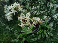 Olearia bullata