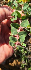 Euphorbia tomentulosa