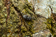 Cephalotes minutus