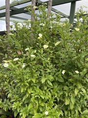 Pseudomussaenda flava