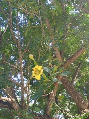 Solandra maxima