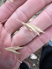 Bromus ciliatus