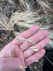 Bromus ciliatus