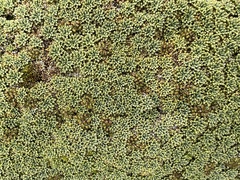 Bolax gummifera