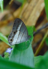 Euptychoides laccine