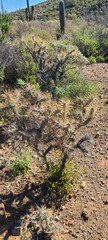 Cylindropuntia molesta molesta