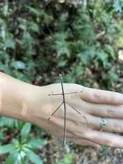 Candovia annulata