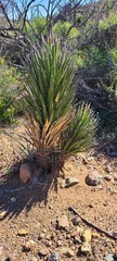 Yucca valida