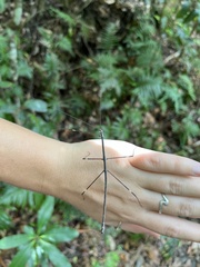 Candovia annulata