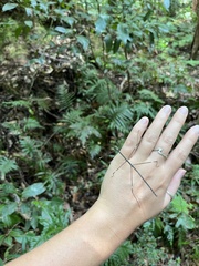 Candovia annulata