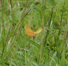 Euproctis lutea
