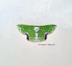 Protuliocnemis castalaria