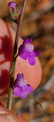 Sairocarpus