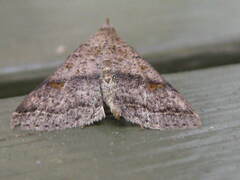 Bleptina caradrinalis