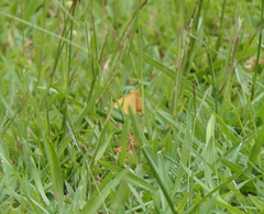 Euproctis lutea