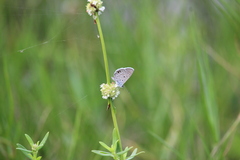 Hemiargus