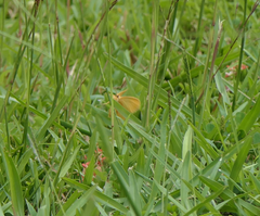 Euproctis lutea
