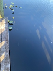 Astronotus ocellatus