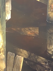 Astronotus ocellatus