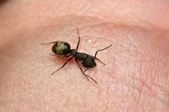 Dolichoderus bispinosus