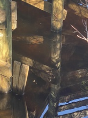 Astronotus ocellatus