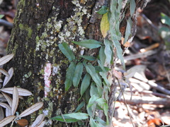Bignonia