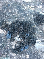 Enchylium polycarpon