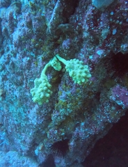 Pyura spinifera