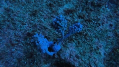 Pyura spinifera