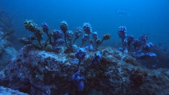 Pyura spinifera