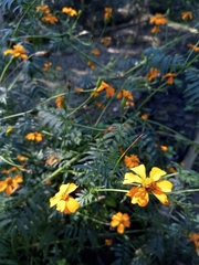 Tagetes tenuifolia