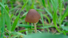 Parasola conopilea