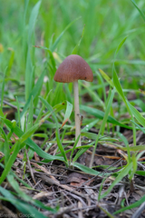 Parasola conopilea
