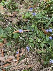 Lobelia trigonocaulis