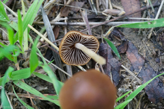 Parasola conopilea