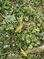 Lobelia trigonocaulis