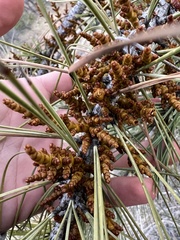 Arceuthobium vaginatum