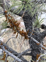 Arceuthobium vaginatum