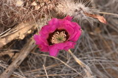 Echinocereus chisosensis