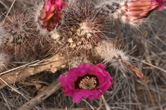 Echinocereus chisosensis
