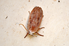 Cryptophasa rubescens