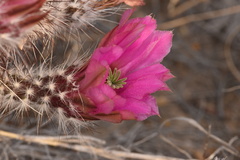Echinocereus chisosensis