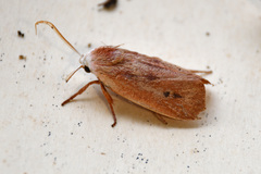 Cryptophasa rubescens