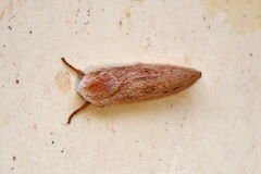 Cryptophasa rubescens