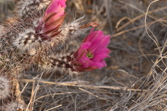 Echinocereus chisosensis