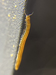 Brachyiulus
