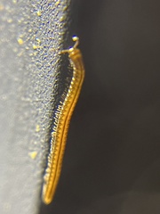 Brachyiulus
