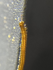 Brachyiulus