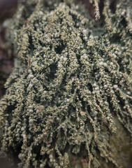 Pertusaria globularis